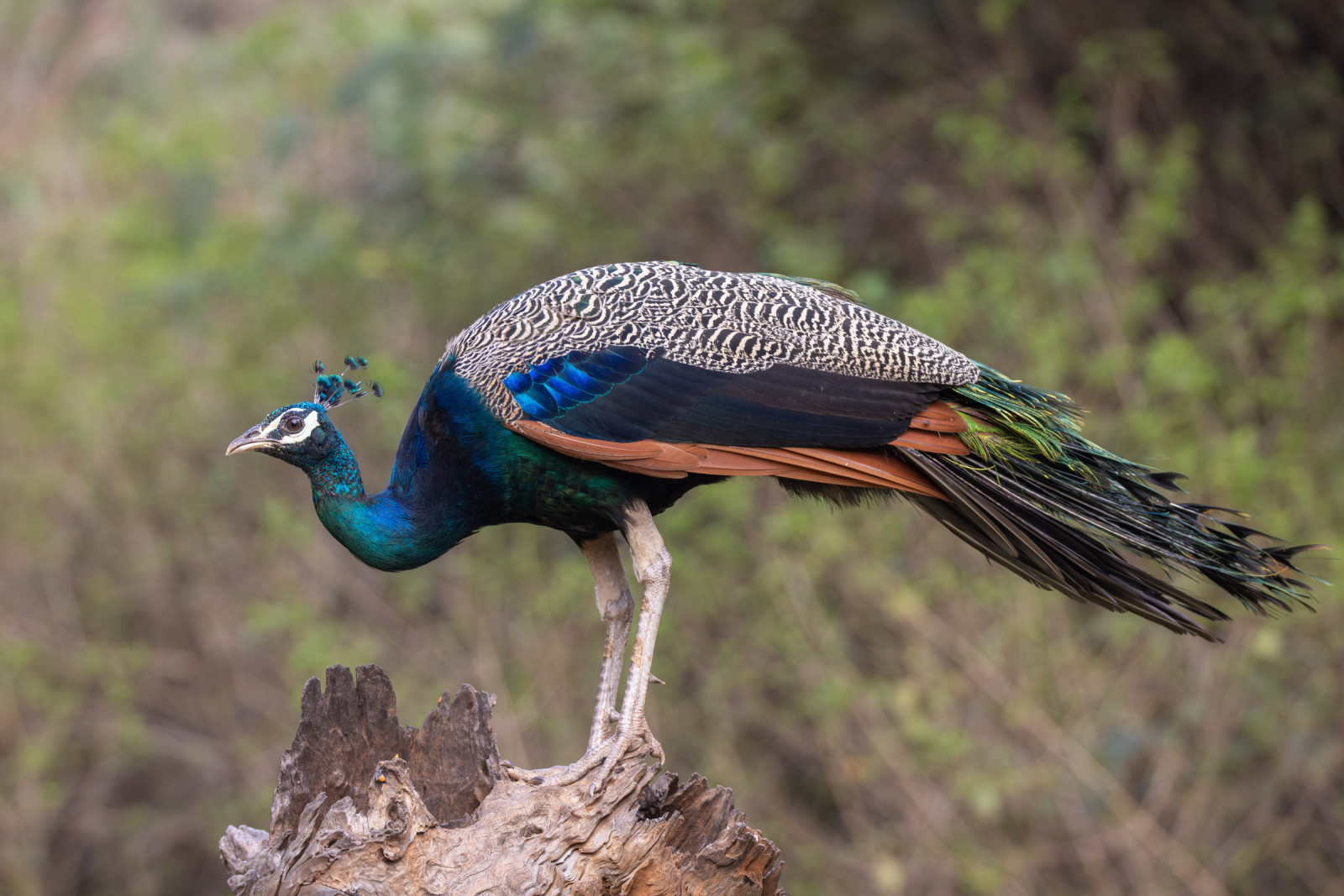 image Indian Peafowl